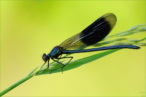 Blaue Mauritius