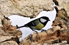 Kohlmeise (Parus major) mal anders...