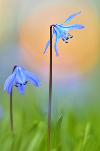 ~ Vorfreude auf den Frühling ~