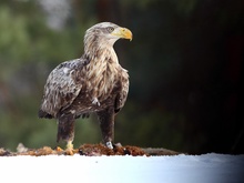 Seeadler 3