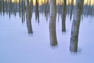 Abendwintermoorbirkenwischwald