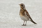 Wacholderdrossel (Turdus pilaris)