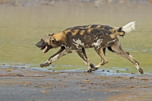 Pas de deux