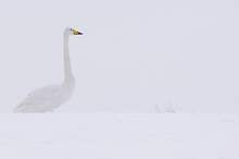 Singschwan im Schnee