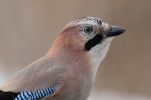 Eichelhäher (Garrulus glandarius)