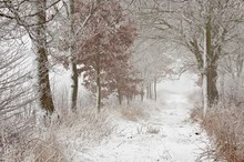Winter im Recker Moor I