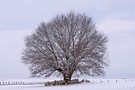 Winterlandschaft Niederrhein