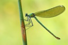 Calopteryx splendens