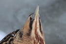 Rohrdommel Portrait