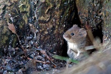 Ein kleiner Futterdieb