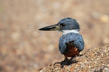 Kingfisher