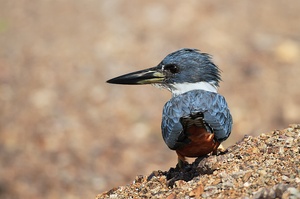 Kingfisher