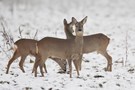 Rehe im Recker Moor