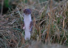 Mauswiesel ( Mustela nivalis)