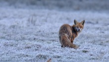 Rotfuchs am Morgen