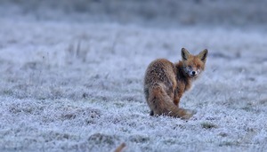 Rotfuchs am Morgen