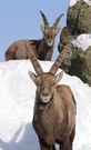 Doppelbock