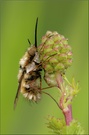 Großer Wollschweber (Bombylius major )