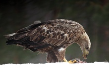 Kröpfender Seeadler