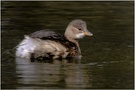 Zwergtaucher Tachybaptus ruficollis, der Versuch einer Annäherung (Digiskopie)