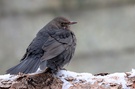 Nur ne Amsel
