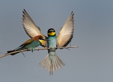 Bienenfresser ( Merops  apiaster )