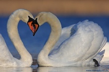 Verspäteter Valentinsgruß