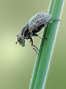 Eristalis sepulchralis