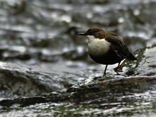 Wasseramsel