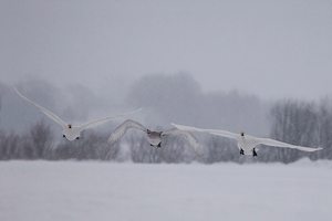 Singschwäne im Schneetreiben