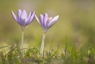 Wilde Krokusse