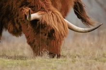 Schottisches Hochlandrind bei der Naturschutzarbeit