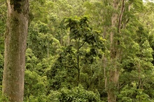 Border Ranges National Park