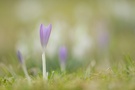 Wilde Krokusse 2