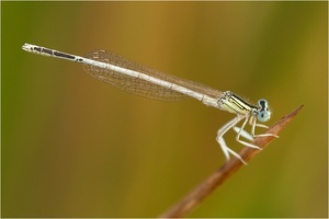 Weiße Federlibelle