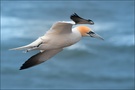 ~ Against the Wind ~