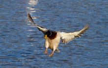 Stockente im Flug