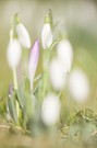 Schneeglöckchen und wilder Krokus