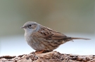 Heckenbraunelle