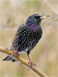 Star - Sturnus vulgaris