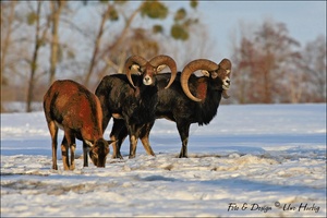 Muffelwild im Schnee