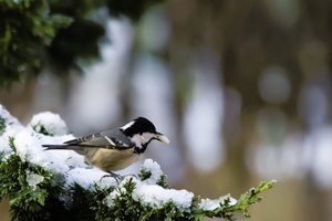 Tannenmeise (Periparus ater)