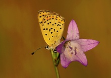 Glockenblume plus Besucher