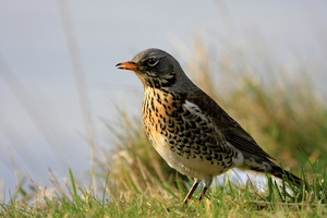 Wacholderdrosselinvasion