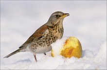 Wacholderdrossel (Turdus pilaris)