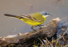 Schafstelze (Motacilla f. flava)