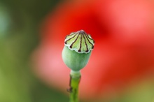 Klatschmohn