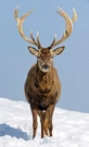 Der Jägermeister Hirsch