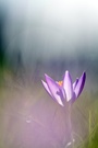 Krokus im Gegenlicht