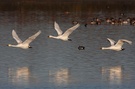 Zwergschwäne im Überflug